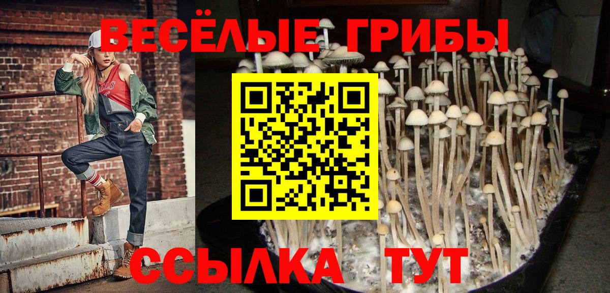 Псилоцибиновые грибы Psilocybe  Вход с VPN  Керчь 